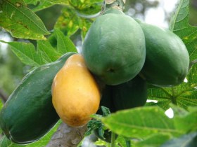 Papaya - Különleges gyümölcstermők az Egzotikus Növények Stúdiója kínálatából
